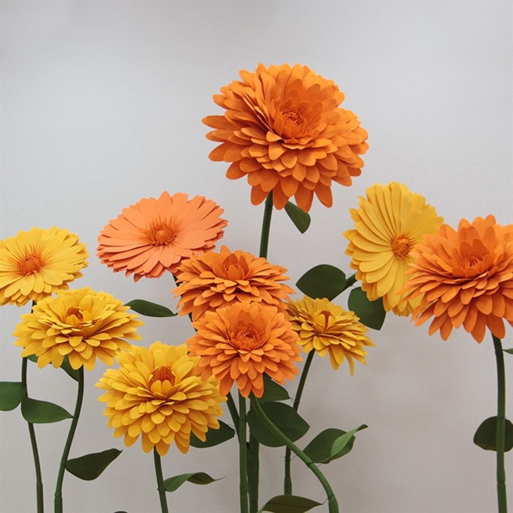 Ko'pik gullari marigold