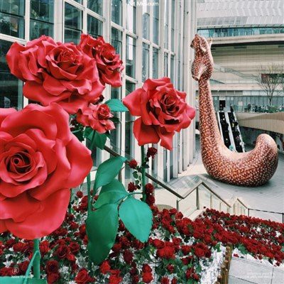 Sevishganlar uchun bo'yoqlar gullari