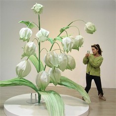 Vodiy qog'oz gullari